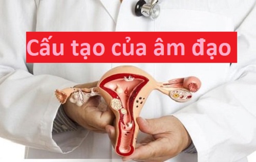 Cấu tạo của âm đạo và những điều cần biết về nơi bí ẩn này