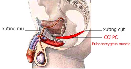 Cơ PC nằm ở đâu? Cách tập cơ PC hiệu quả chống xuất tinh sớm