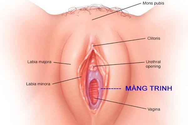 Màng trinh là gì, cách nhận biết con gái còn trinh chính xác