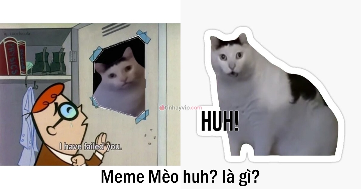 Meme Mèo Huh? là gì? Nguồn gốc của chiếc meme đáng yêu