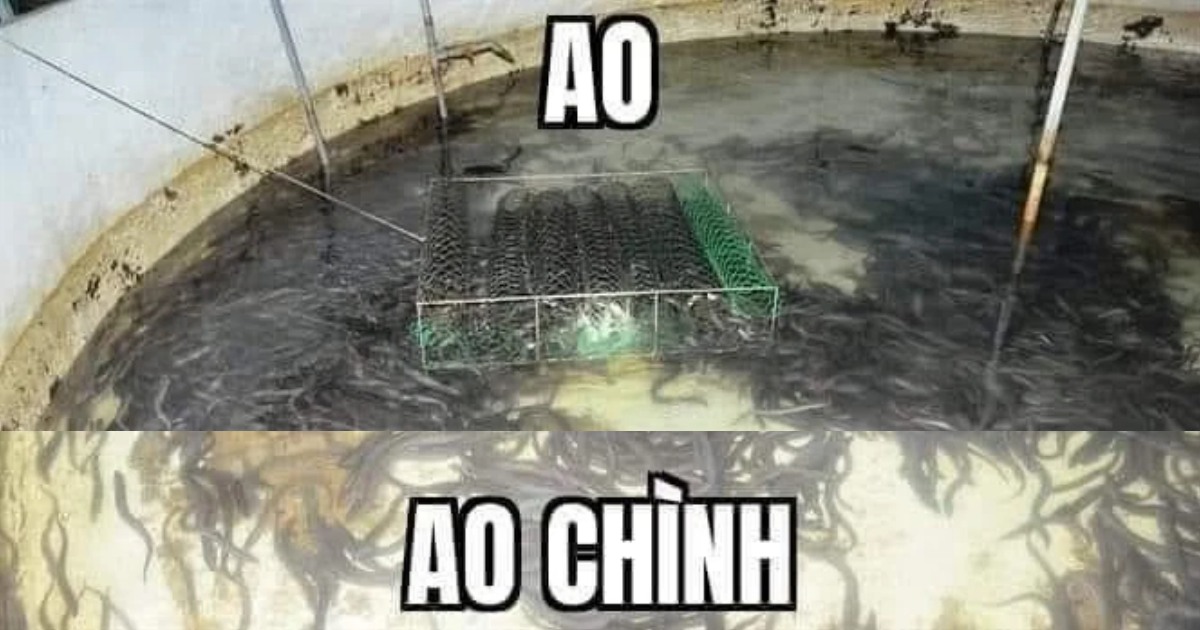 Meme ao chình là gì? Vì sao out trình nổi tiếng như vậy?