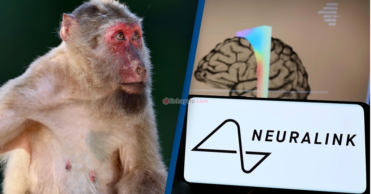 Neuralink thử nghiệm cấy ghép não lên khỉ đáng sợ như thế nào?