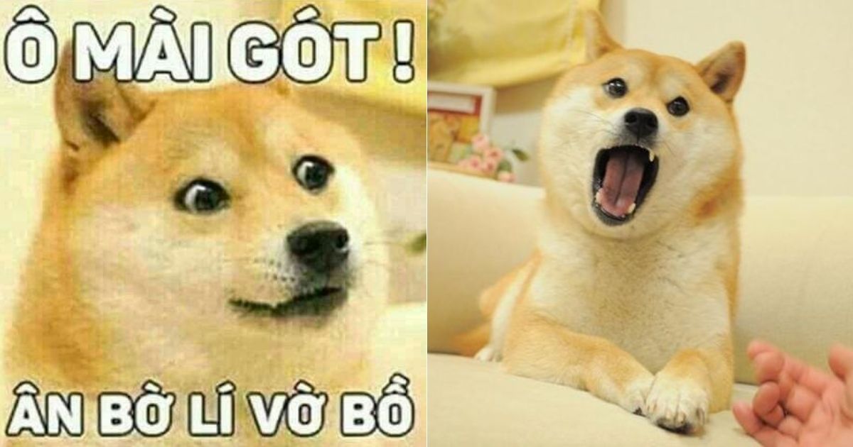 Shiba meme là gì mà giới trẻ bấn loạn mỗi khi nhắc đến?