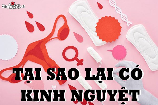 Tại sao lại có kinh nguyệt và nguyệt san diễn ra như thế nào?