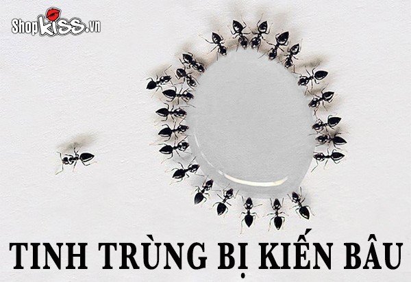 Tinh trùng bị kiến bâu có phải là bệnh lý nguy hiểm không?