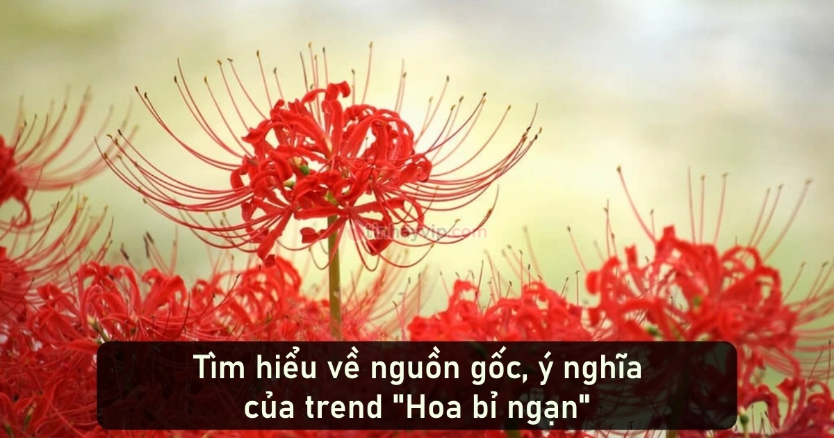 Trend Hoa bỉ ngạn bắt nguồn từ đâu? Có ý nghĩa gì?