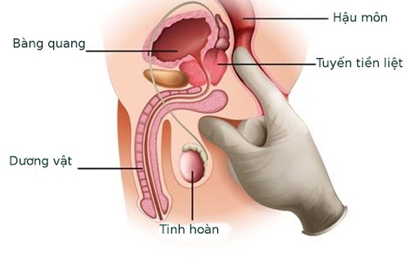 Điểm G của nam giới nằm ở đâu, làm thế nào để kích thích