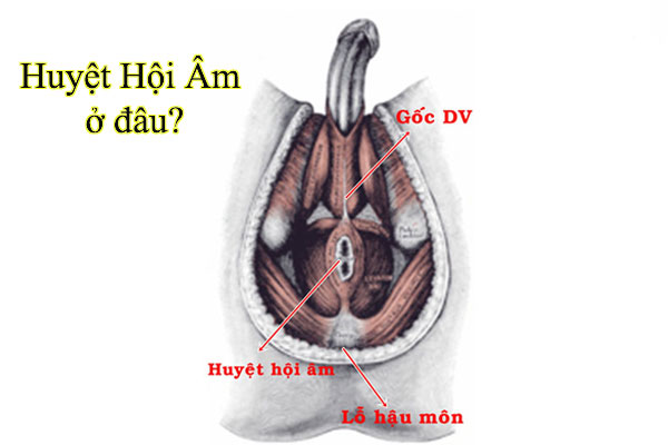 Huyệt hội âm ở đâu, cách bấm huyệt hội âm chữa xuất tinh sớm