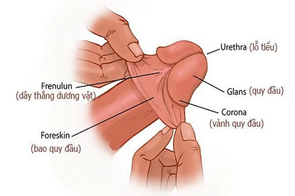 Bao quy đầu là gì & 5 bệnh lý thường gặp ở bao quy đầu